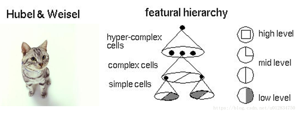 Hubel-Wiesel试验与大脑视觉机理
