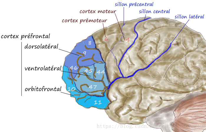 Executive functions （执行功能）