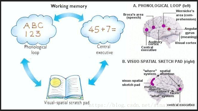 Working memory network （工作记忆网络）