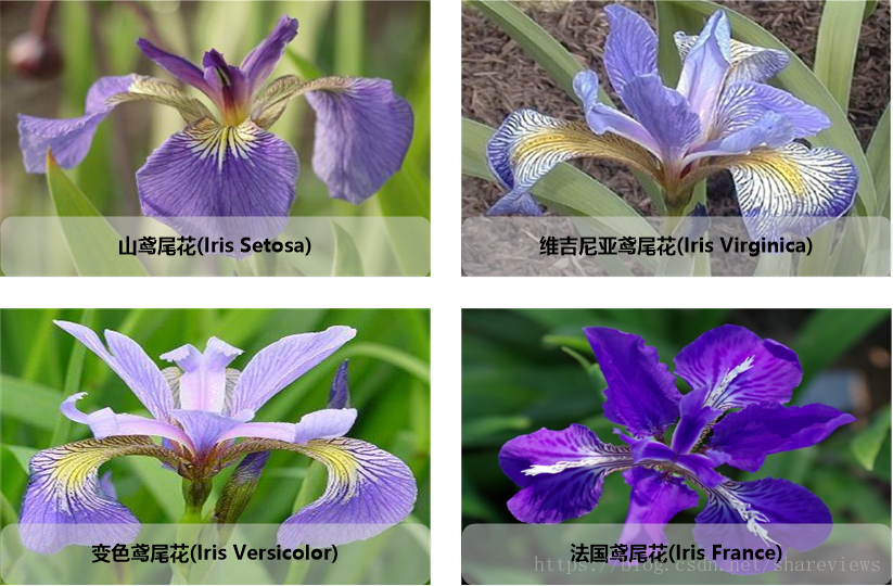 几种常见的鸢尾花(iris)