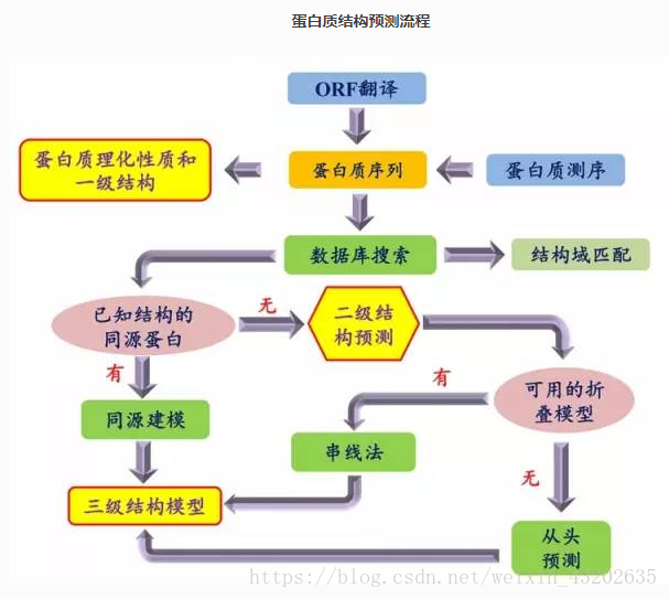 蛋白质结构预测流程